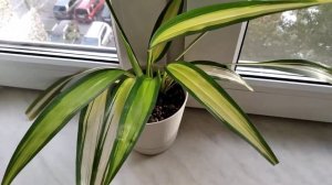 Хлорофитум Шарлотта, Грин Оранж и др.