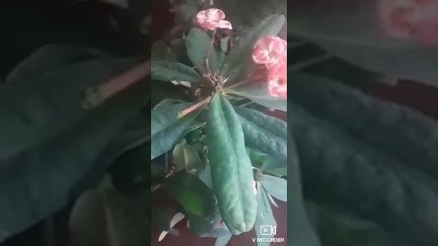 Хона гулларини парваришлаш сирлари.