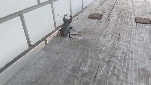 Жук -  олень рогач, самый крупный жук.
