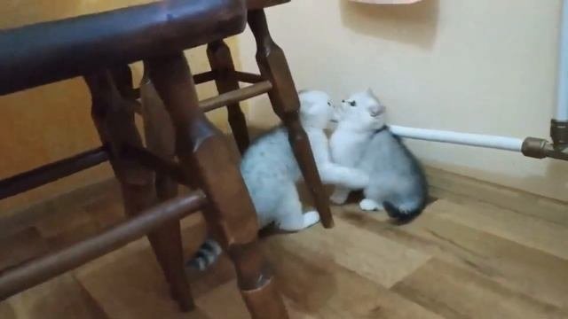 мяуканье котят | КОТЕНОК РАЗГОВАРИВАЕТ С ХОЗЯЙКОЙ |ШОТЛАНДСКИЕ КОТЯТА МЯУКАЮТ
