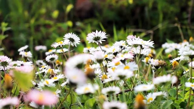 Движение камеры на поляне с цветами смотреть онлайн