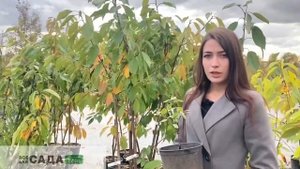 СОРТ ЖИМОЛОСТИ ПТАШКА ОПИСАНИЕ И ХАРАКТЕРИСТИКА