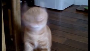 СМЕШНЫЕ КОШКИ ЧИХАЮТ ПОТОМ ТАНЦУЮТ