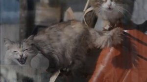 Про кошку Машу