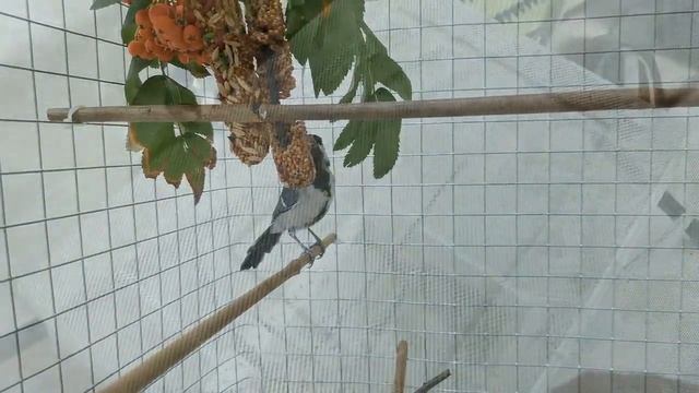 ПТЕНЕЦ СИНИЦЫ:сегодня ТРИ МЕСЯЦА,как он - в нашей СЕМЬЕ!Птичья Личность,он же - ПТИЧУЛЯ! смотреть онлайн