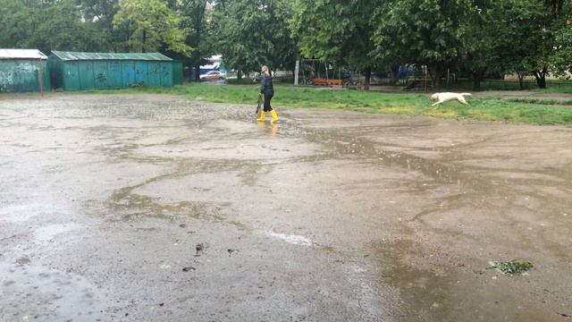 Лабрадор в своей стихии смотреть онлайн