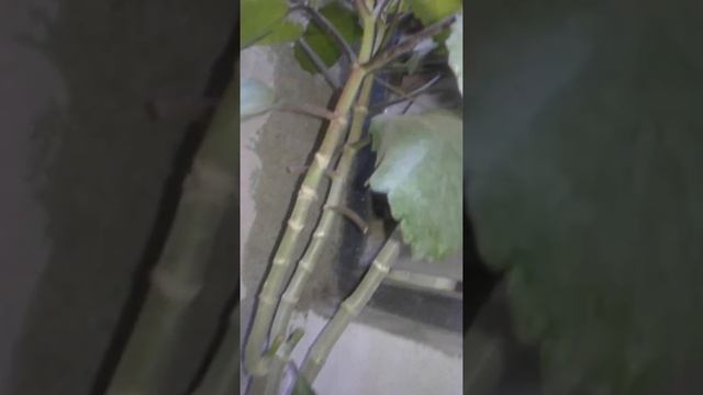 How to grow bryophyllum plant in water смотреть онлайн