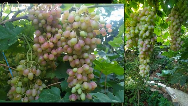 Виктор,Фуршетный, Руслан ,Одесский сувенир,кишмиш лучистый и велес