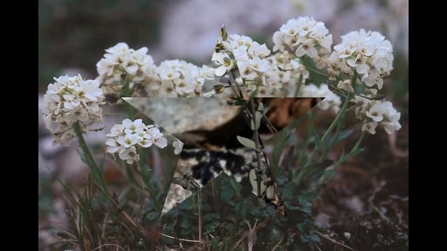 ЯРУТКА  (THLASPI)  cем. Капустные (Крестоцветные)