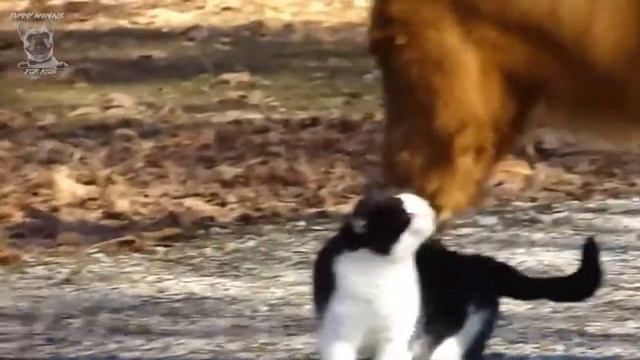 Коты и Лошади. Звериная любовь смотреть онлайн