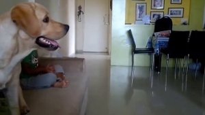 Собаки ЗАЩИЩАЮТ детей   Дети и собаки лучшие друзья