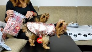 Покупки с AliExpress для собак