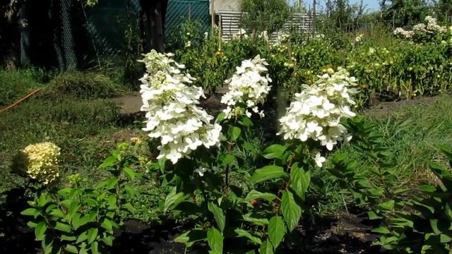 2017 Карликовая метельчатая гортензия Confetti(17.08.2017) смотреть онлайн