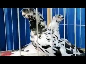 Голуби Узбекские Парода ( Сочи) Uzbek Pegeonis(720P_HD).mp4