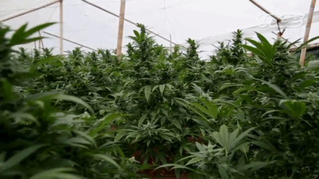 Северный Ро и АрХангел — Посевная (Maxvol beat) смотреть онлайн