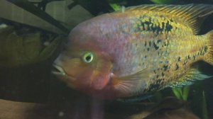 Цихлазома радужная (Cichlasoma synspilum)