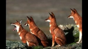 Звуки красного волка