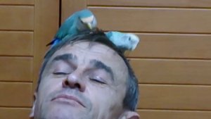 Попугаи дерутся на голове у Игоря.