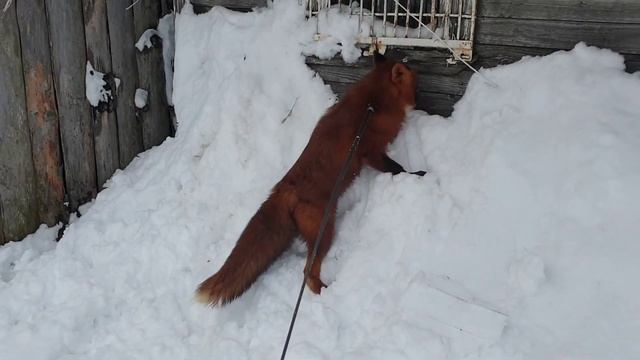 Молочный кефирный гриб/веселая коза/Milk kefir mushroom/funny goat смотреть онлайн