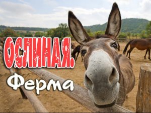 Ослиная ферма и катание на осликах в Крыму, Залесное.