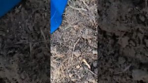 Подкормка груши осенью и обработка марганцовкой 2й этап.