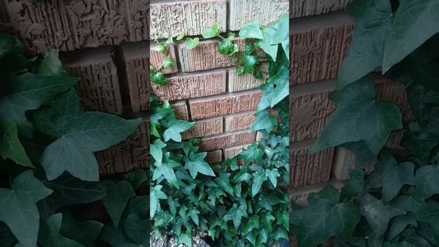 Times of Refreshing смотреть онлайн