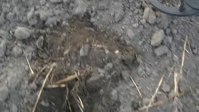 Я первая... Поле распахали и это место РАЙ для кладоискателей. Коп поиск монет с металлоискателем