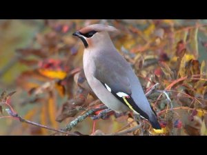 Свиристель (Bombycilla garrulus)