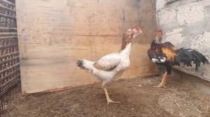 Байцовый петух