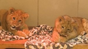 У Симбы ЗАБРАЛИ все вкусняшки!!! Асада и Шерхан сговорились! Студенты выжили доцента 😂😂😂 Тайган