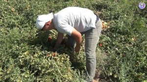 Урожайный мощный красивый томат Стромболино F1