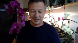ОРХИДЕИ ОРХИДЕЯМ РОЗНЬ СТЕЛЛЕНБОСЕ - ПЕЛОРИК БАБОЧКА