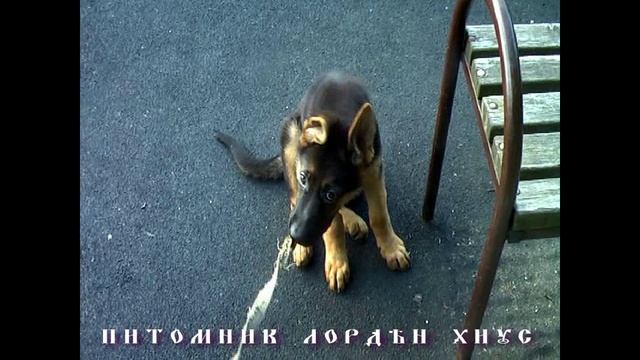 ЩЕНОК НЕМЕЦКОЙ ОВЧАРКИ.avi смотреть онлайн