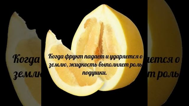 Удивительный фрукт. Помело.