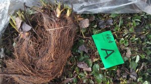 Рассада клубники фриго класс А сорт Февори питомник Флевоплант!