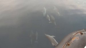 Dolphins lead the ship to Zmeinyi Island