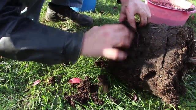 Посадка голубики высокорослой (Vaccinium corymbosum L.) смотреть онлайн