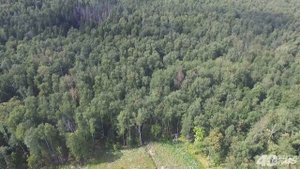 Экодук. Вид с квадрокоптера. Отмыв денег или ошибка лесной службы?
