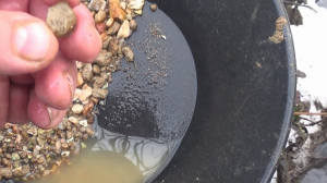 Самородное золото из болота!