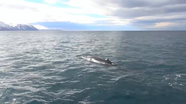 Охота на кита смотреть онлайн