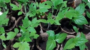 БЕЗ ЭТОГО ТОМАТЫ НЕ РАСТУТ! Внесите под помидоры огурцы и перец доломитовую муку.