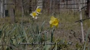 Panasonic GH 2 + объектив Lumix 12-35