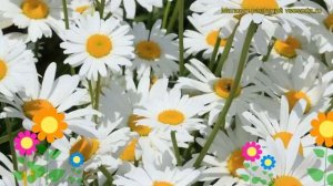 Нивяник наибольший Серебряная Принцесса. Краткий обзор leacanthemum maximum Silver Princess