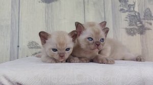 Котятам бурмы 1 месяц. Шоколадки