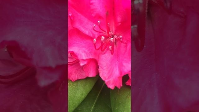 Rhododendron (Rhododendron ponticum L.) смотреть онлайн