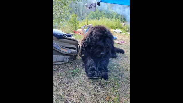 Собака Барабака.... смотреть онлайн