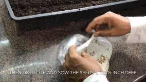 Coriander leaf Cilantro ধনিয়াপাতা বাসায় চাষ Chinese parsley | How we grow | Easy Tips Home Gardenin