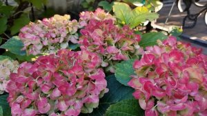 Гортензія крупнолистова Saxon Pink Maiden, Saxon Kronentor, Curly Sparkle Blue Purple