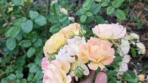Роза Бесси