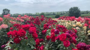 «незаслуженно Обделённые вниманием» сорта роз?